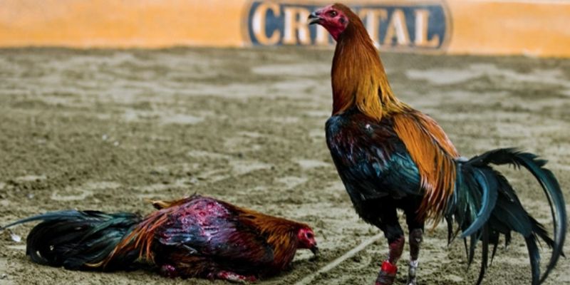 Quan sát thể trạng và trọng lượng chiến kê trước trận đấu