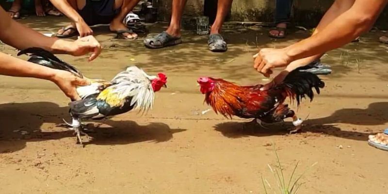 So sánh phong cách thi đấu của hai chiến kê